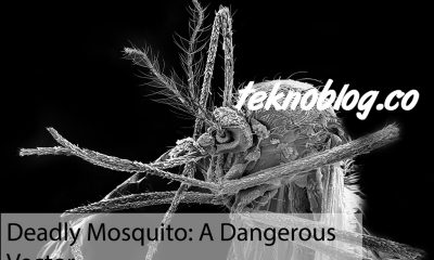 Deadly Mosquito: A Dangerous Vector